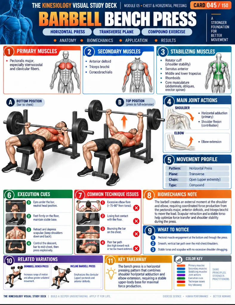 Kinesiology visual study card 1