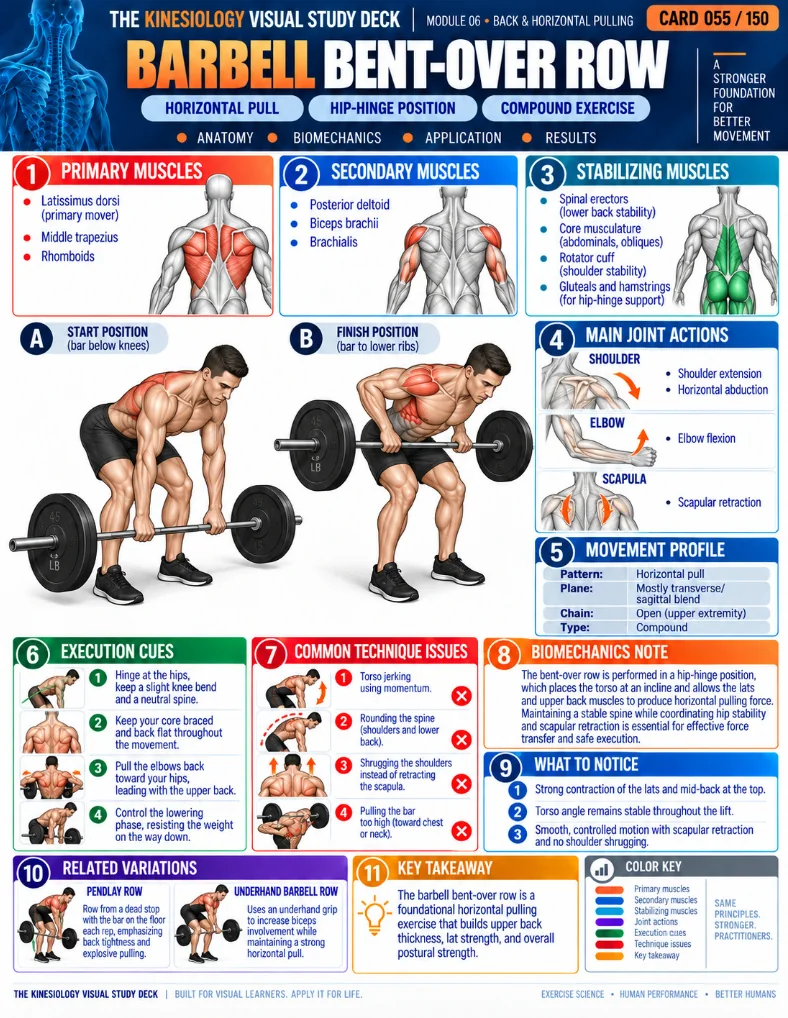 Kinesiology visual study card 2