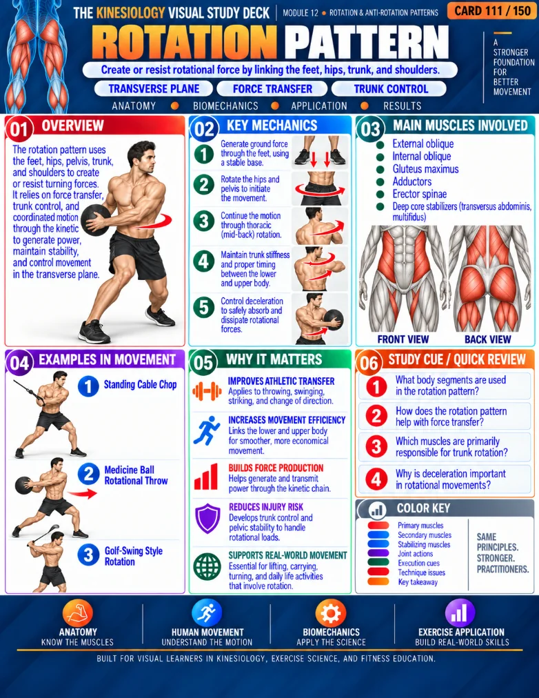 Kinesiology visual study card 3